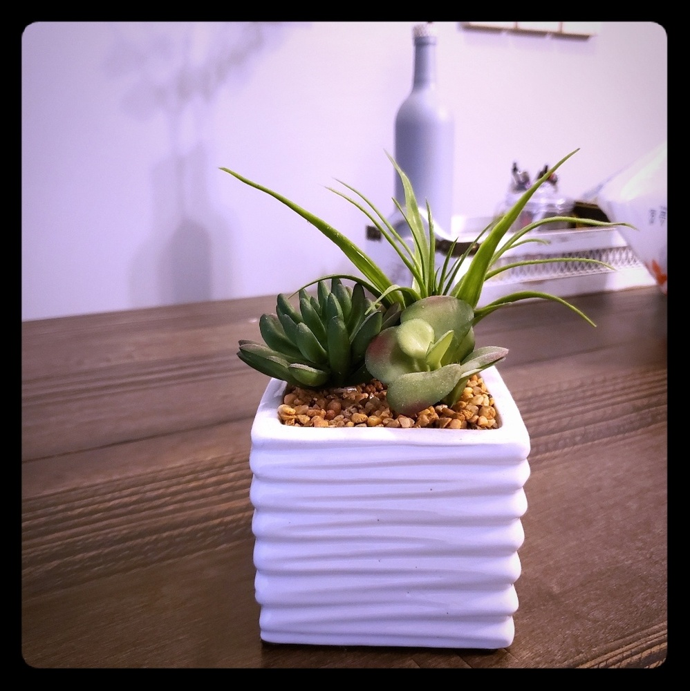 Faux succulent plant